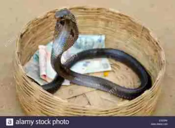 Snake Swallows N36m Cash In JAMB Office Makurdi, Benue State